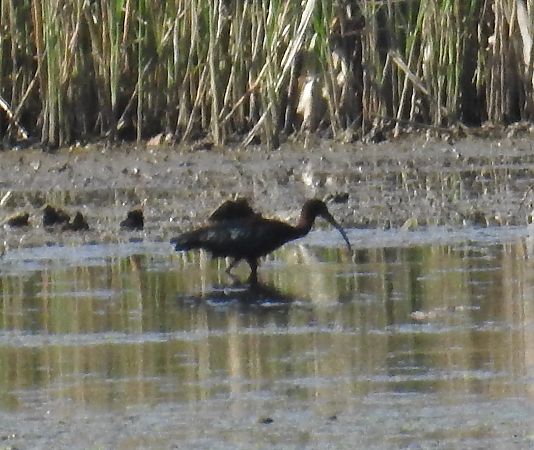 Ibis falcinelle  - Walter und Anne Scherer