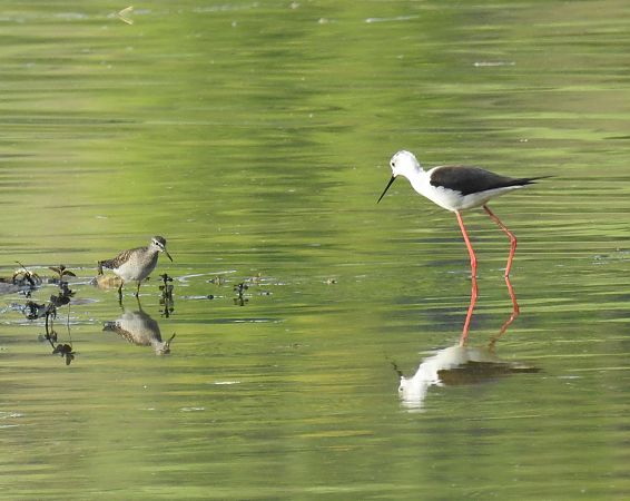 Echasse blanche  - Walter und Anne Scherer