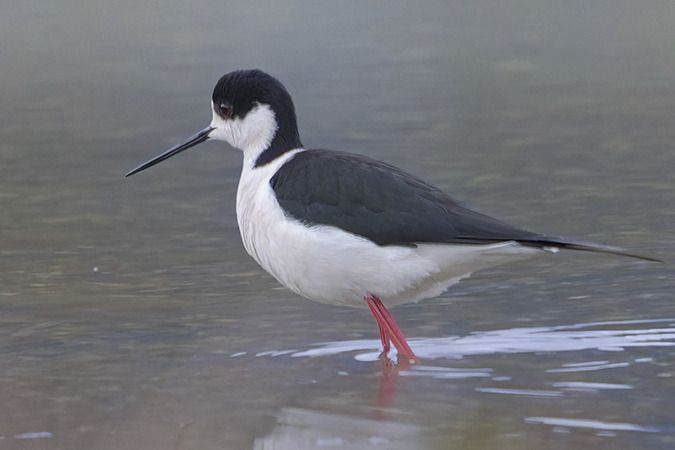 Echasse blanche  - Jürgen Prohaska-Hotze