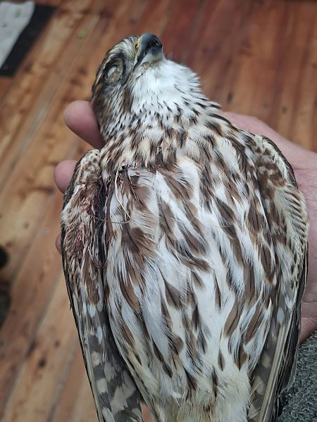 Faucon émerillon  - Anonyme