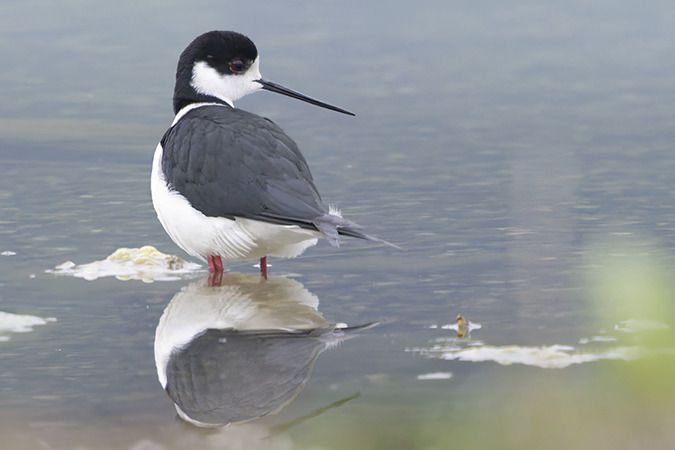 Echasse blanche  - Jürgen Prohaska-Hotze