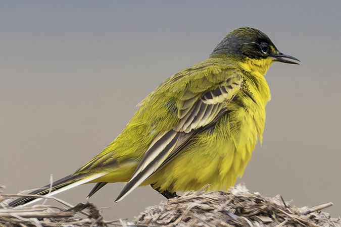 Bergeronnette des Balkans (ssp. feldegg)  - Jürgen Prohaska-Hotze