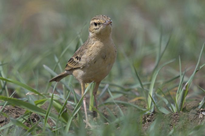 Pipit rousseline  - Jürgen Prohaska-Hotze