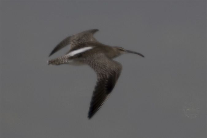 Courlis corlieu  - Jürgen Prohaska-Hotze