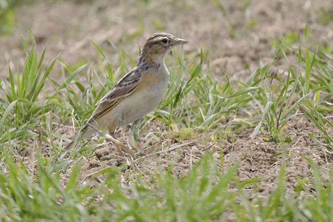 Alouette calandrelle  - Jürgen Prohaska-Hotze