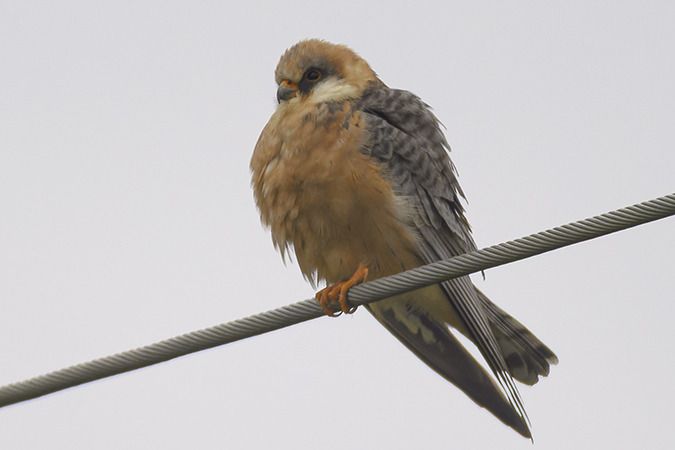 Faucon kobez  - Jürgen Prohaska-Hotze