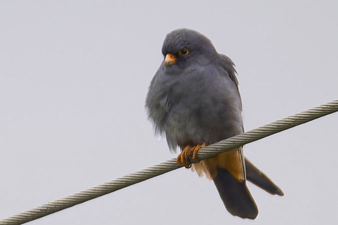 Faucon kobez  - Jürgen Prohaska-Hotze