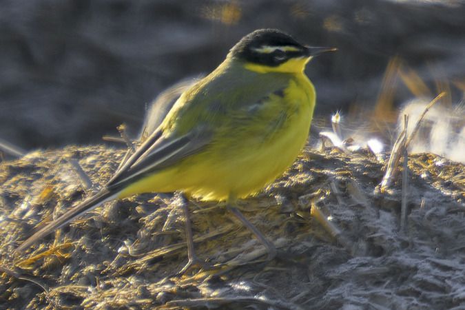 Bergeronnette des Balkans (ssp. feldegg)  - Jürgen Prohaska-Hotze