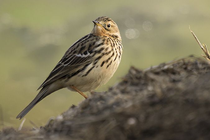 Pipit à gorge rousse  - Jürgen Prohaska-Hotze