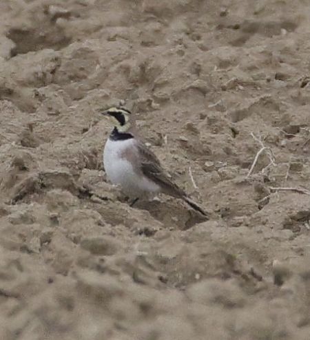 Alouette haussecol  - Christoph Dangl