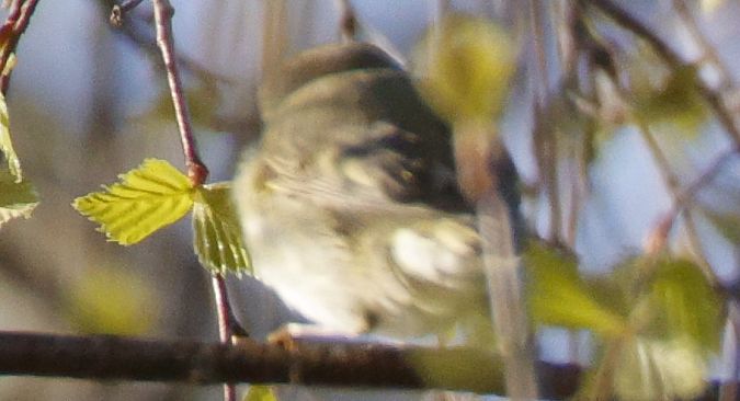 unbestimmter Vogel  - Christoph Dangl