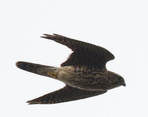 Faucon émerillon  - Christoph Dangl