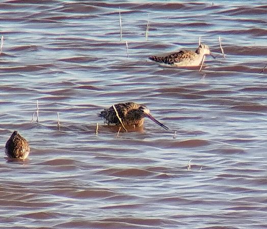 Barge rousse  - Florian Bacher