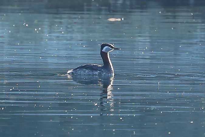 Grèbe jougris  - Rupert Hafner