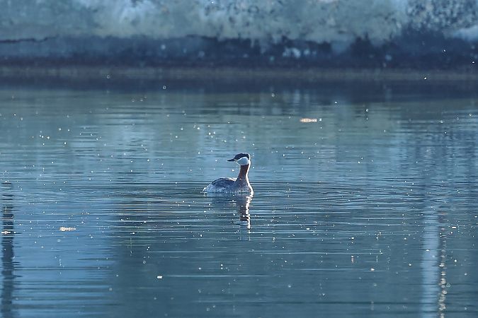 Grèbe jougris  - Rupert Hafner