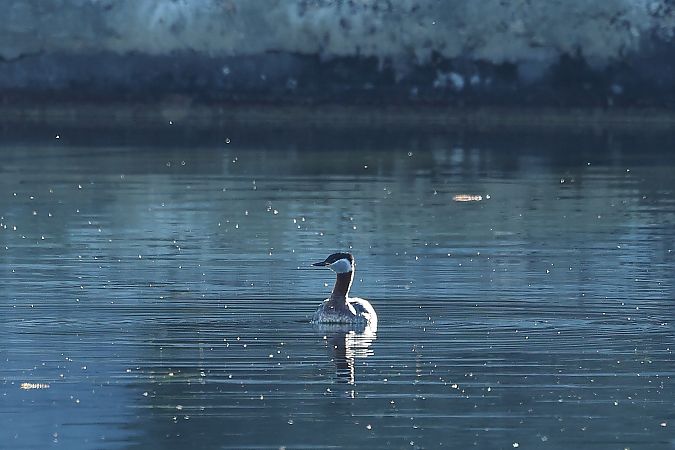 Grèbe jougris  - Rupert Hafner