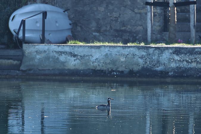 Grèbe jougris  - Rupert Hafner