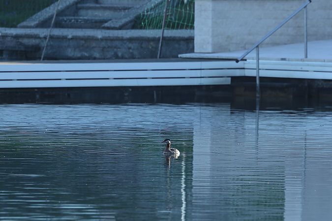 Rothalstaucher  - Rupert Hafner