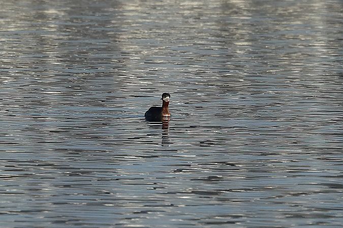 Grèbe jougris  - Rupert Hafner
