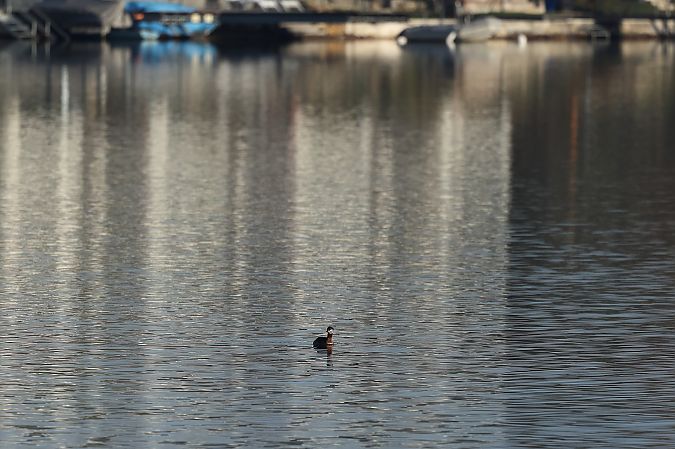 Grèbe jougris  - Rupert Hafner