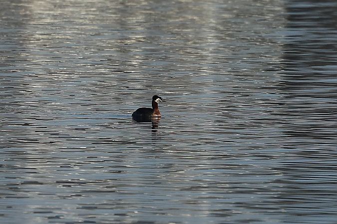 Grèbe jougris  - Rupert Hafner