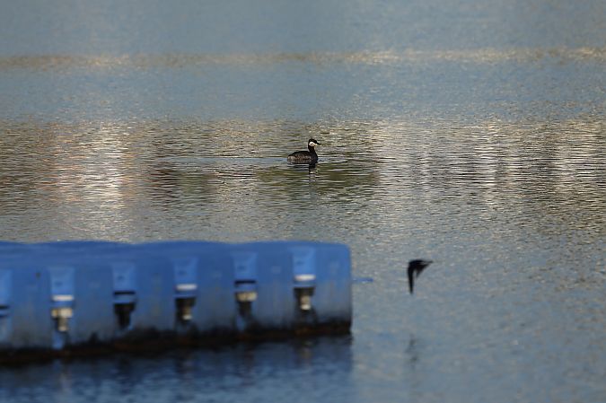Grèbe jougris  - Rupert Hafner