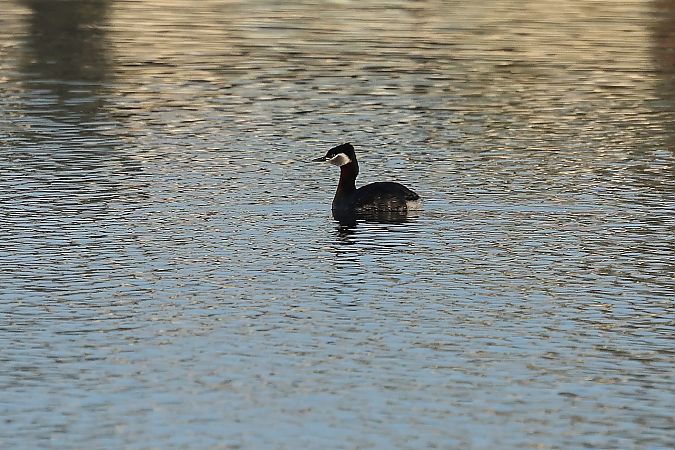 Grèbe jougris  - Rupert Hafner