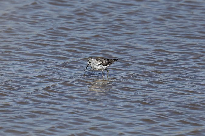 Chevalier stagnatile  - Rupert Hafner