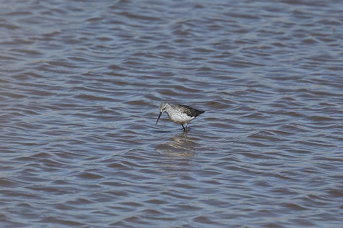 Chevalier stagnatile  - Rupert Hafner
