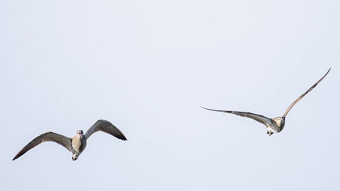 Courlis corlieu  - Otto Samwald