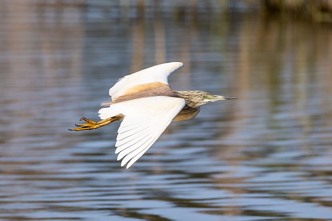 Crabier chevelu  - Otto Samwald