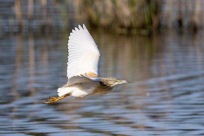 Crabier chevelu  - Otto Samwald