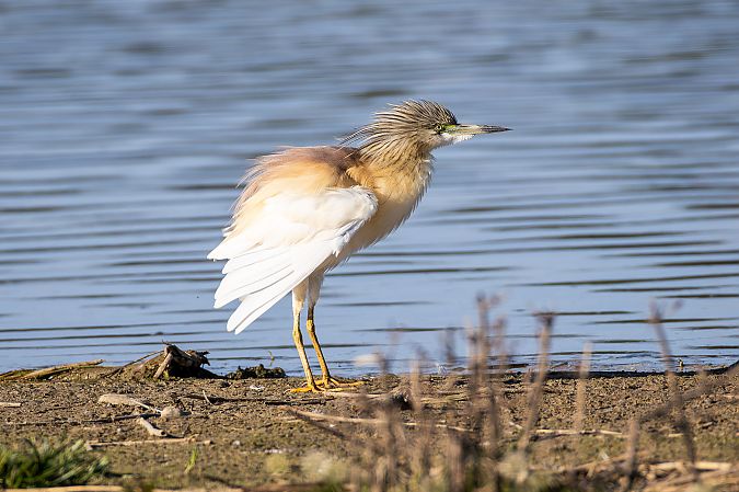Crabier chevelu  - Otto Samwald