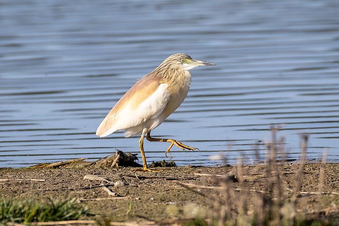 Crabier chevelu  - Otto Samwald