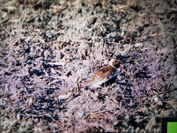 Pluvier doré  - Sonja Scholz