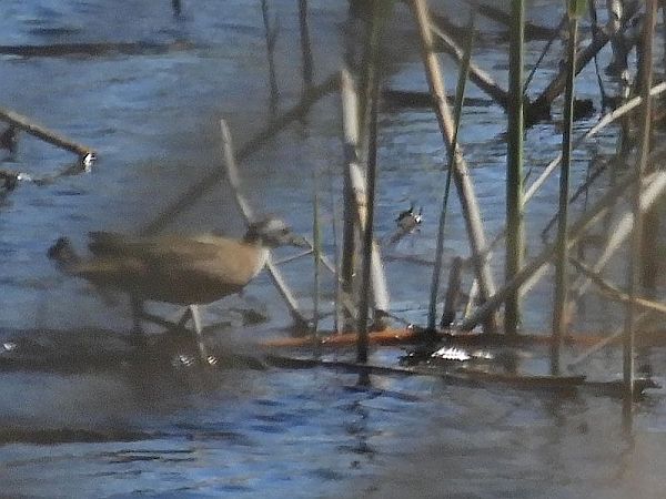 Marouette poussin  - Peter Frühwirth
