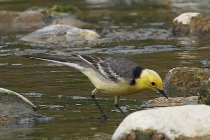 Bergeronnette citrine  - Thomas Hochebner
