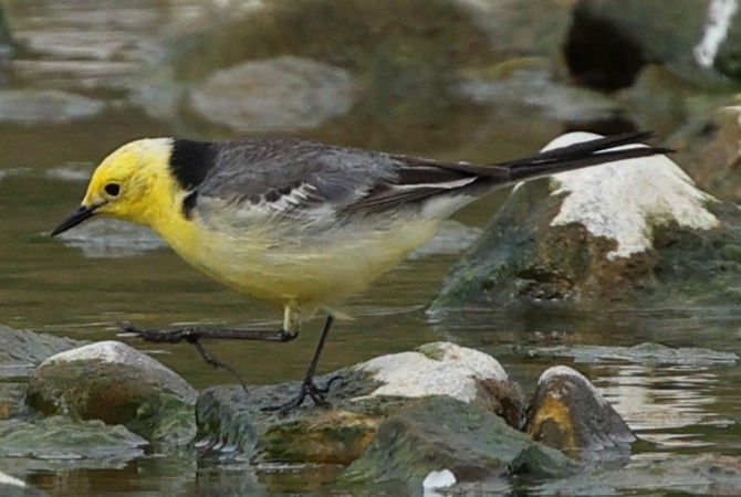 Bergeronnette citrine  - Thomas Hochebner