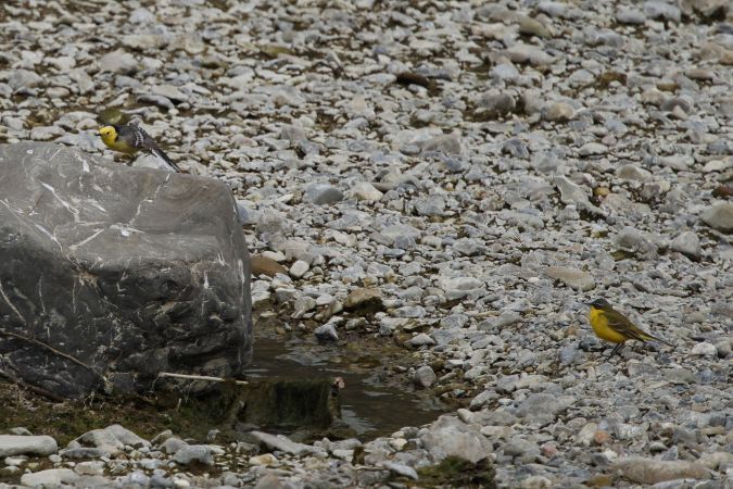 Bergeronnette citrine  - Thomas Hochebner