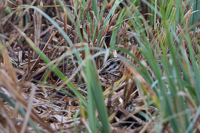 Bécassine sourde  - Samuel Schnierer