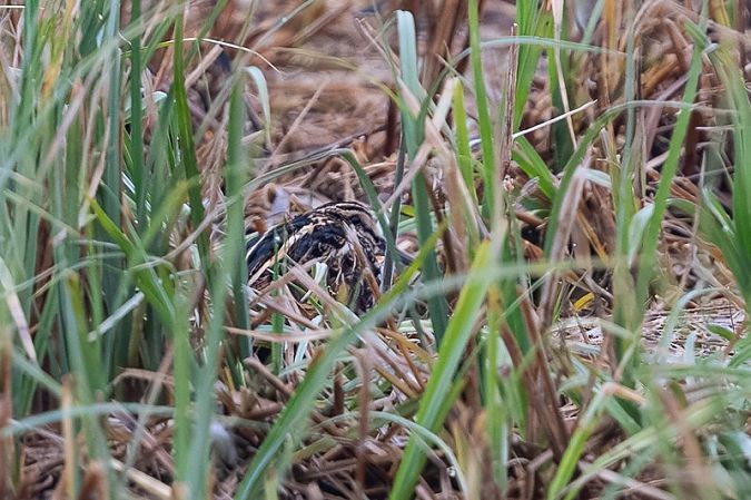 Bécassine sourde  - Samuel Schnierer