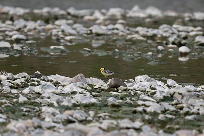 Bergeronnette citrine  - Samuel Schnierer