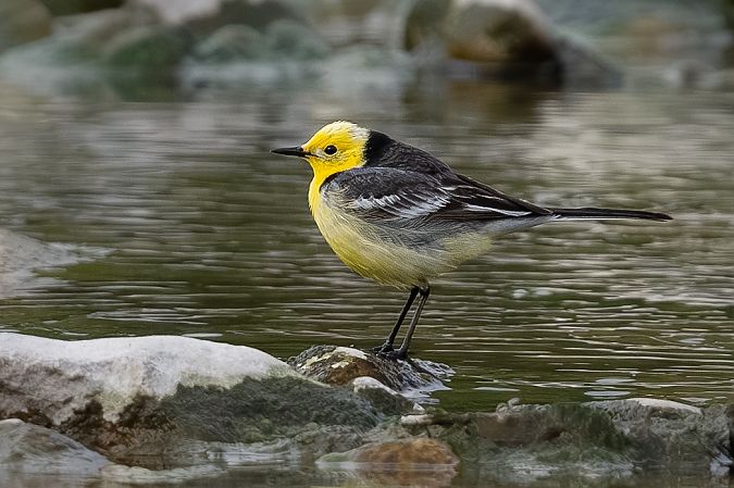 Bergeronnette citrine  - Samuel Schnierer