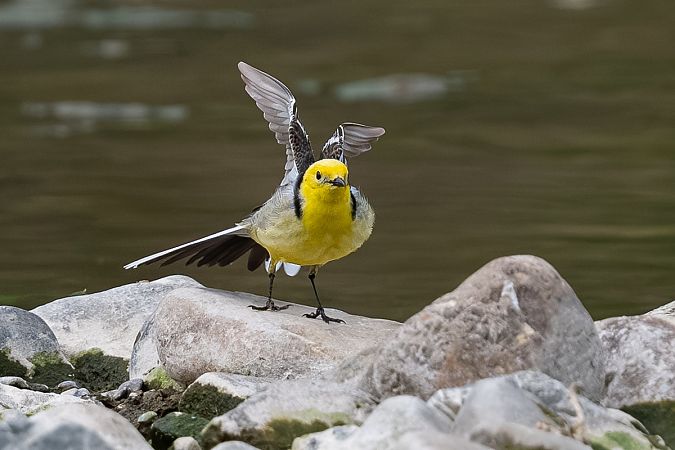 Bergeronnette citrine  - Samuel Schnierer