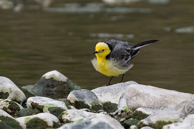 Bergeronnette citrine  - Samuel Schnierer