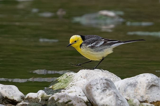 Bergeronnette citrine  - Samuel Schnierer