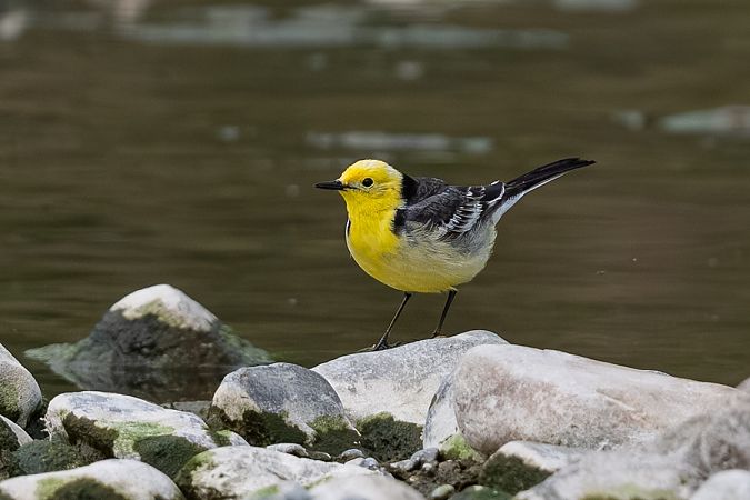 Bergeronnette citrine  - Samuel Schnierer