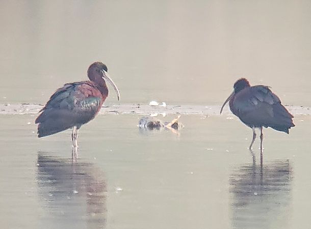 Ibis falcinelle  - Samuel Schnierer