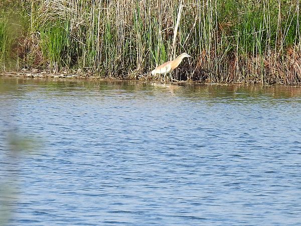 Crabier chevelu  - Roswitha Stetschnig