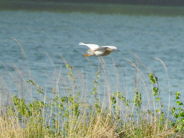 Crabier chevelu  - Roswitha Stetschnig